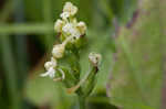 Small green wood orchid